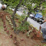 Voluntários adotam canteiros de São Paulo