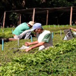 Equipe do Instituto Brasileiro de Florestas trabalha na manutenção das mudas do viveiro do projeto Sementes do Trabalho