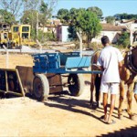 Mais de 3,8 mil cavalos já foram atendidos pelo projeto Carroceiros com vacinas e exames