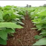 Exemplo de plantio direto de soja