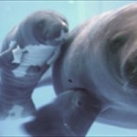 Peixes-boi e botos sofrem com a diminuição de seu habitat a capturas acidentais em redes de pesca