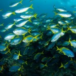 ONG-lanza-una-campaña-para-proteger-el-ecosistema-del-Archipiélago-de-Juan-Fernández
