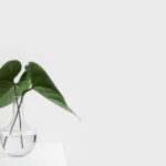 jarro com planta representando o marketing verde